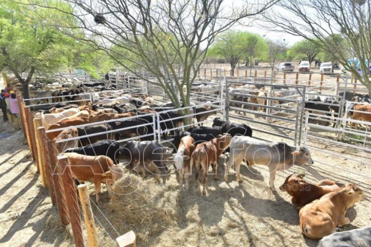 El próximo 17 de octubre habrá remate de productores paipperos en Ingeniero Juárez