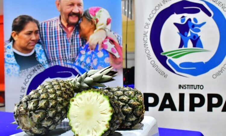 Llegaron los ananás de pequeños productores a las ferias del PAIPPA