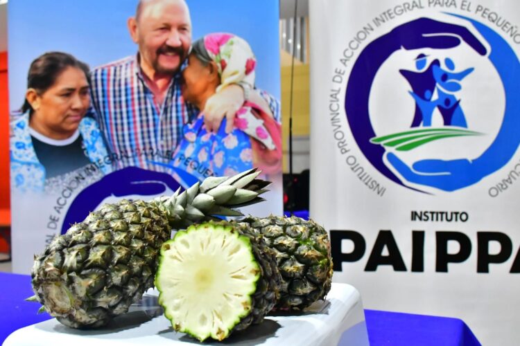Llegaron los ananás de pequeños productores a las ferias del PAIPPA
