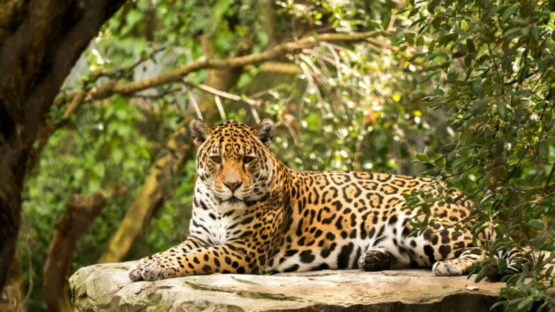 Subrayan el firme compromiso de la provincia en la protección del yaguareté