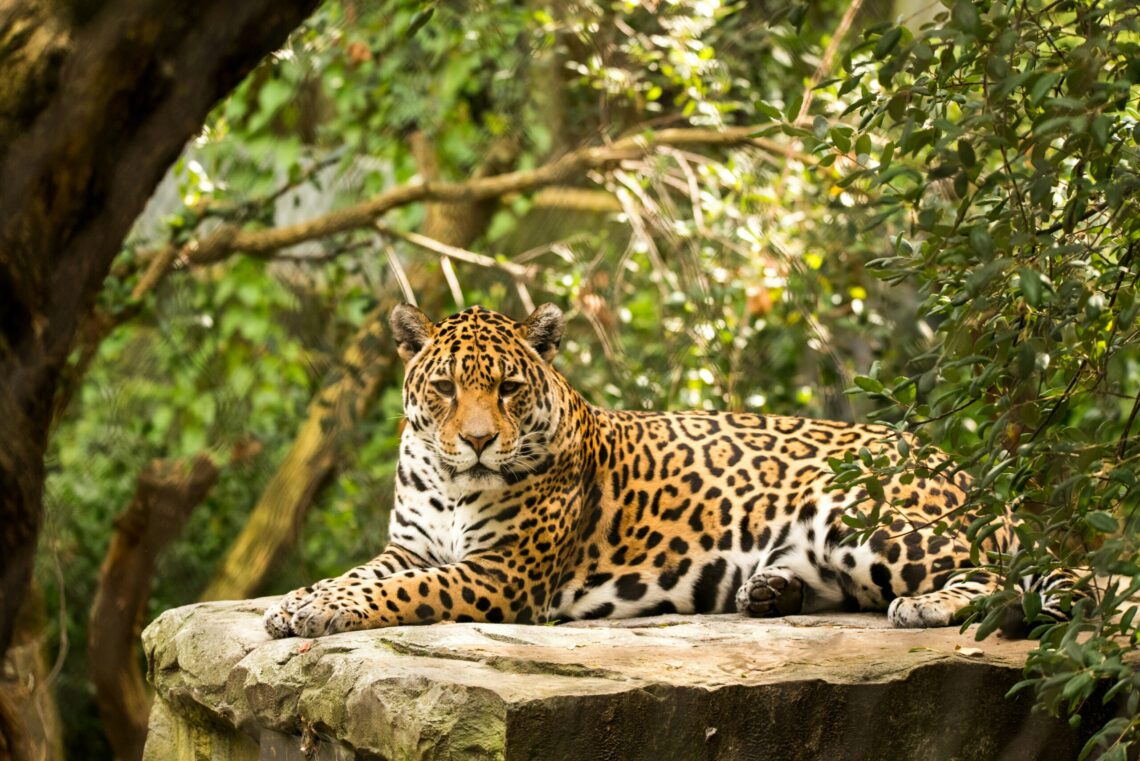 Subrayan el firme compromiso de la provincia en la protección del yaguareté