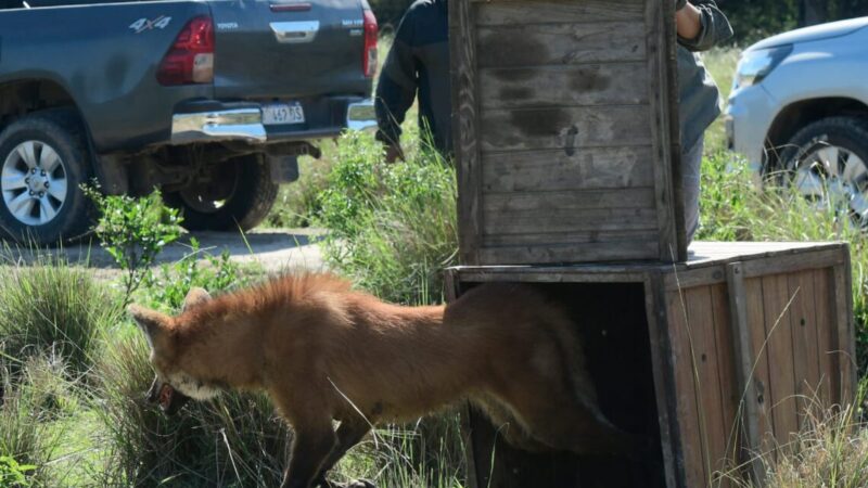 Liberaron a un ejemplar de aguará guazú, símbolo de la fauna protegida
