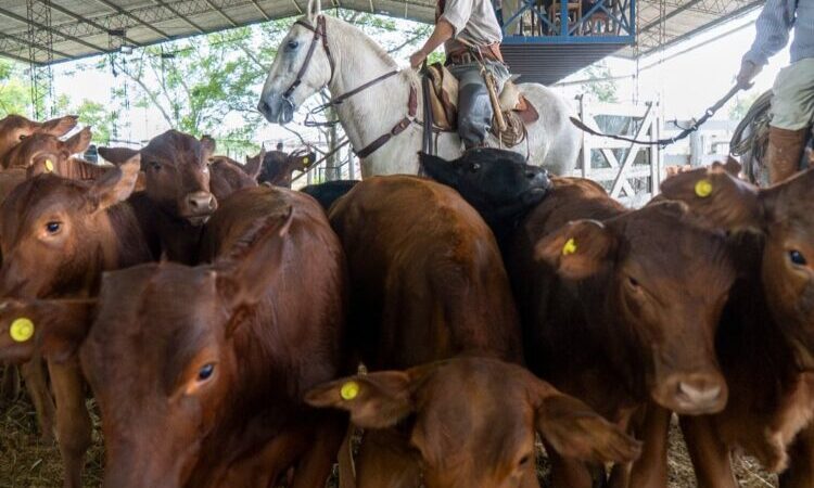 El MPyA acompañó la XIX Expo del Ternero y Novillito en Pirané