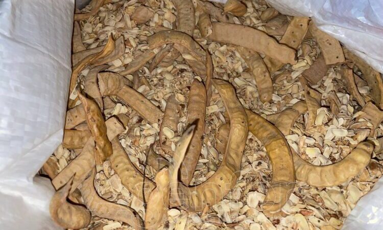 Productores de El Potrillo entregarán más de 5000 kilos de harina de algarroba a Nutrifor