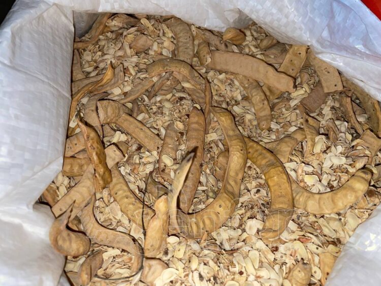 Productores de El Potrillo entregarán más de 5000 kilos de harina de algarroba a Nutrifor