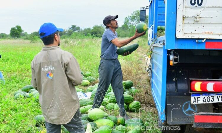 Desde la zona de Las Lomitas, abastecen con sandías al Plan Nutrir gracias al apoyo del Instituto PAIPPA