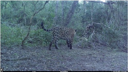 Se registró un nuevo yaguareté en Formosa
