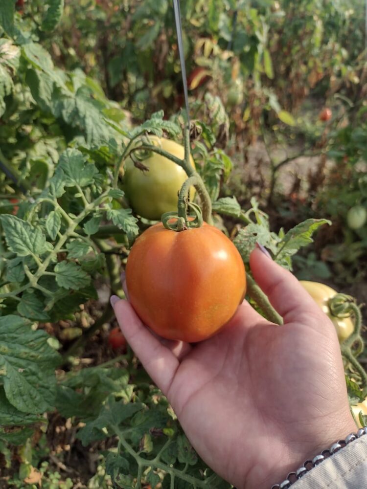 En Laguna Naineck, 280 productores tomateros inician este viernes el ciclo agrícola con aportes económicos del Gobierno de Formosa