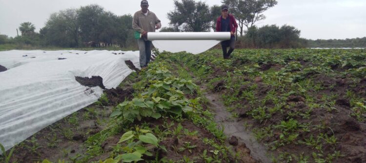 Recomendaciones a productores ante alerta de heladas en toda la provincia