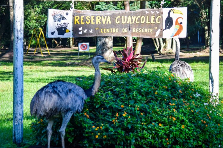 Guaycolec abre sus puertas este fin de semana largo y renueva su compromiso con el cuidado de la fauna silvestre