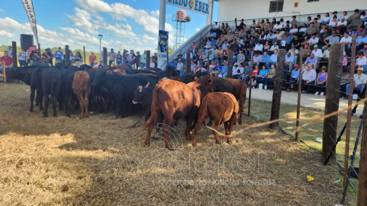 Con hacienda de calidad y buenos precios, se realizó el 16° Remate de Invernada en Laguna Blanca