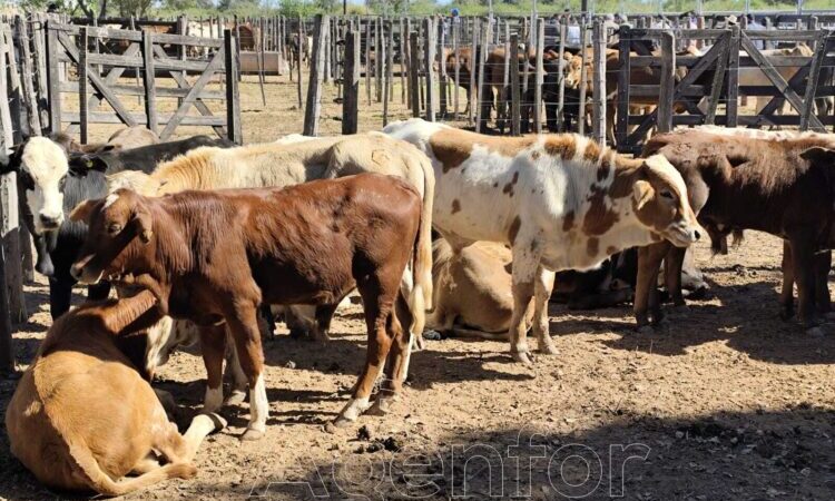Se realizó el 17° remate de invernada de la FAPEO en Ingeniero Juárez