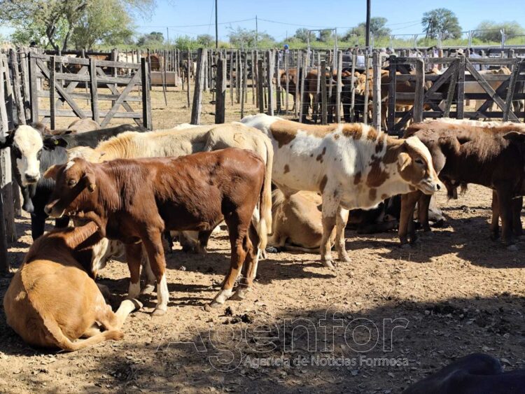 Se realizó el 17° remate de invernada de la FAPEO en Ingeniero Juárez