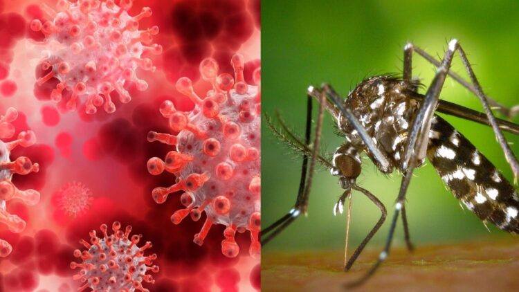 Coronavirus y dengue, dos enfermedades que se encuentran controladas en el territorio formoseño