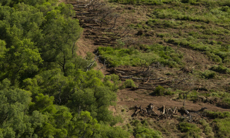 Aplican millonarias multas a Paoltroni y al intendente Basualdo por desmontes ilegales y compras irregulares de tierras fiscales
