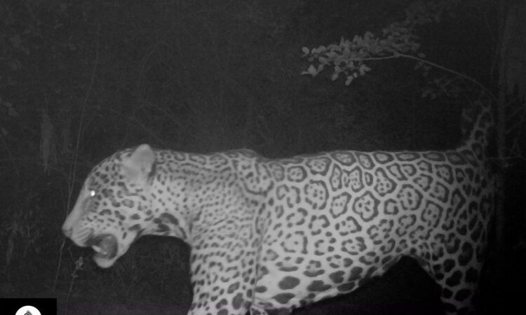 Informan la presencia de un nuevo yaguareté en la provincia