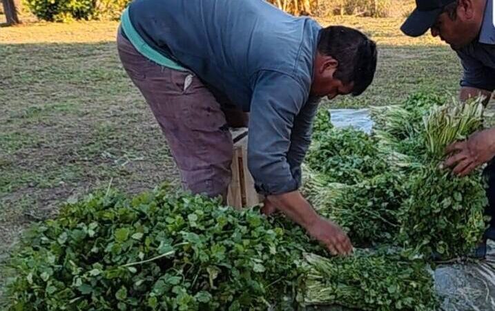 Productores paipperos comercializan al Plan Nutrir