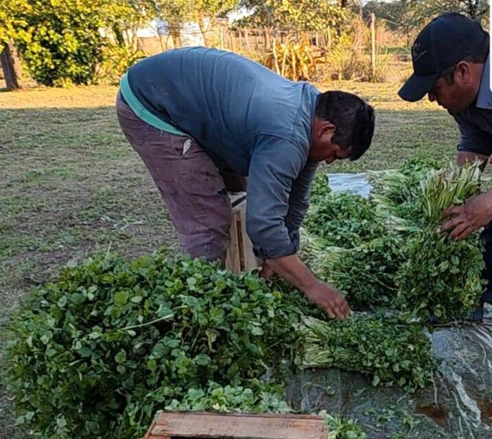 Productores paipperos comercializan al Plan Nutrir