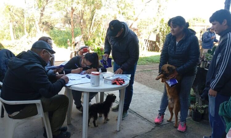 Vacunación antirrábica y desparasitación gratuita de perros y gatos en Palo Santo