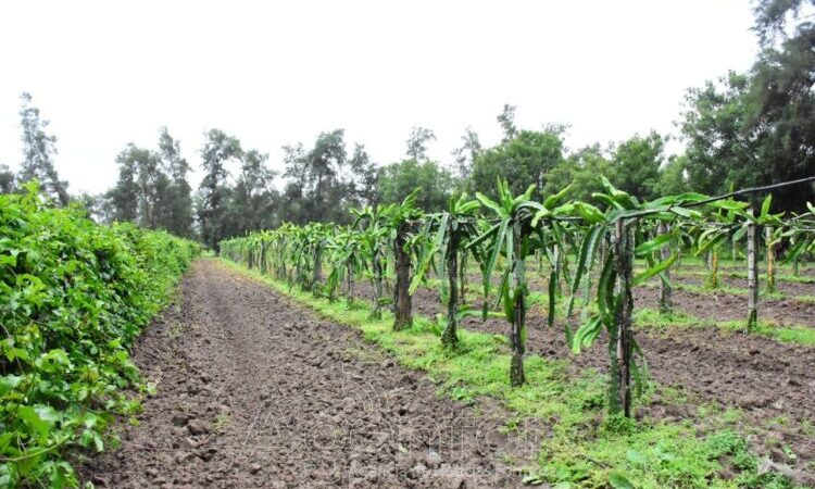 El CEDEVA avanza en la validación de cultivos frutales adaptados al clima subtropical