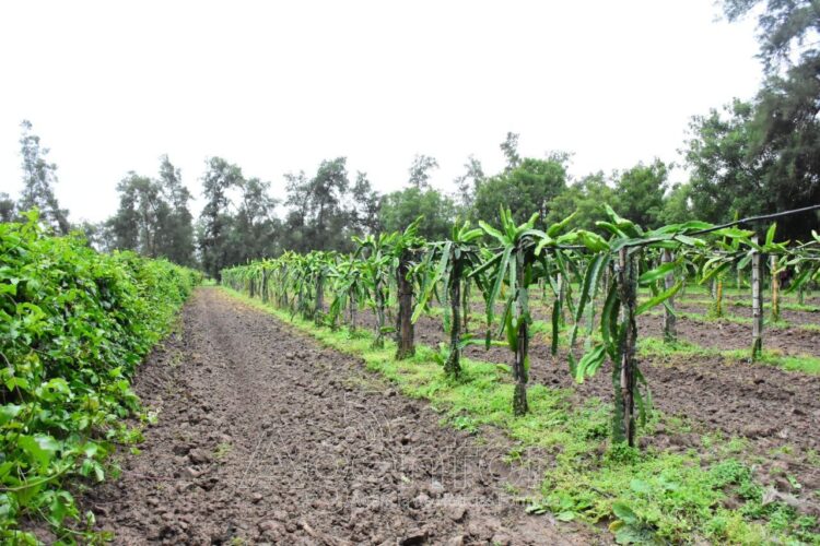 El CEDEVA avanza en la validación de cultivos frutales adaptados al clima subtropical