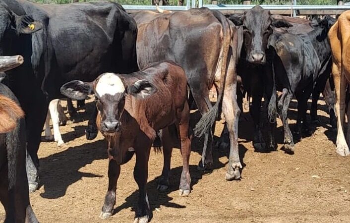 Fortín Soledad será sede de la tercera feria ganadera de paipperos