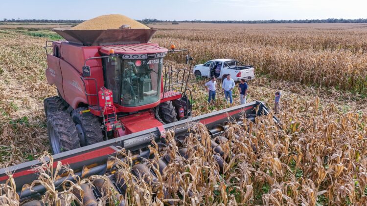 “La Angélica”, ejemplo de integración de la agricultura con la ganadería y de estrategia hacia el ciclo completo