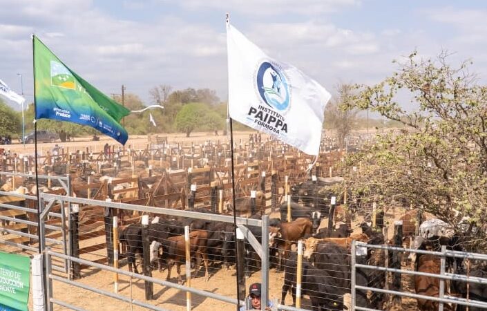 Por el 29° aniversario del PAIPPA, se realizó el 3° Remate de Invernada de paipperos del oeste formoseño