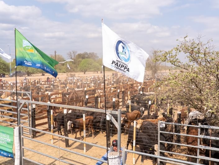 Por el 29° aniversario del PAIPPA, se realizó el 3° Remate de Invernada de paipperos del oeste formoseño