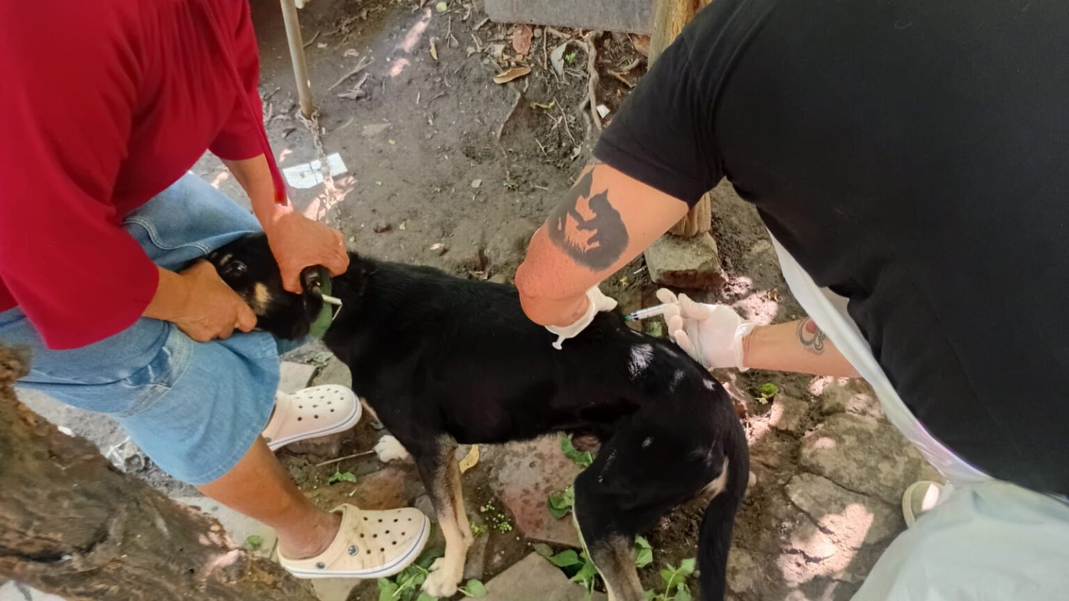 Vacunación y desparasitación a más de 200 mascotas en los barrios Antenor Gauna y 7 de Mayo