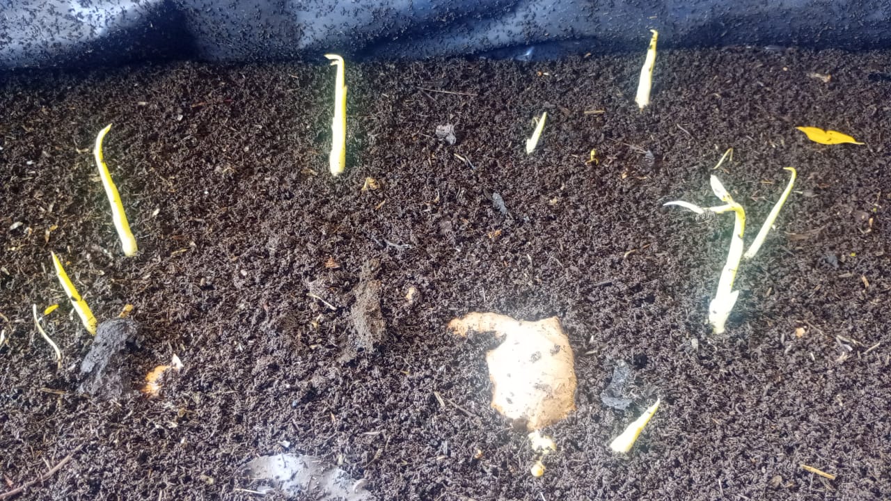 Formación profesional: Importantes avances en la producción de humus de lombriz