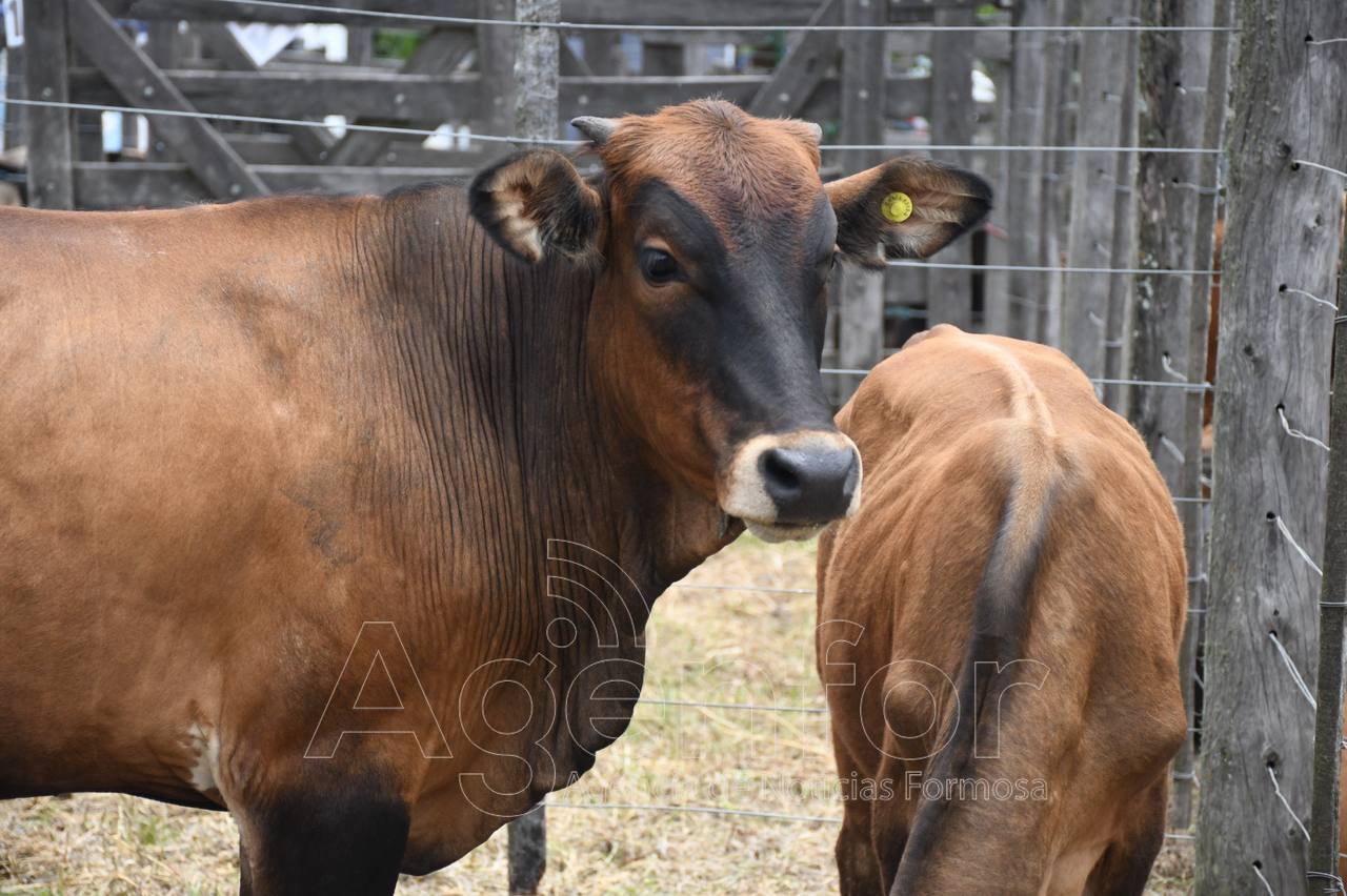 Este martes se realiza el remate ganadero en Puerto Irigoyen