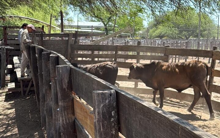 Este jueves se realizará el remate ganadero en Las Lomitas