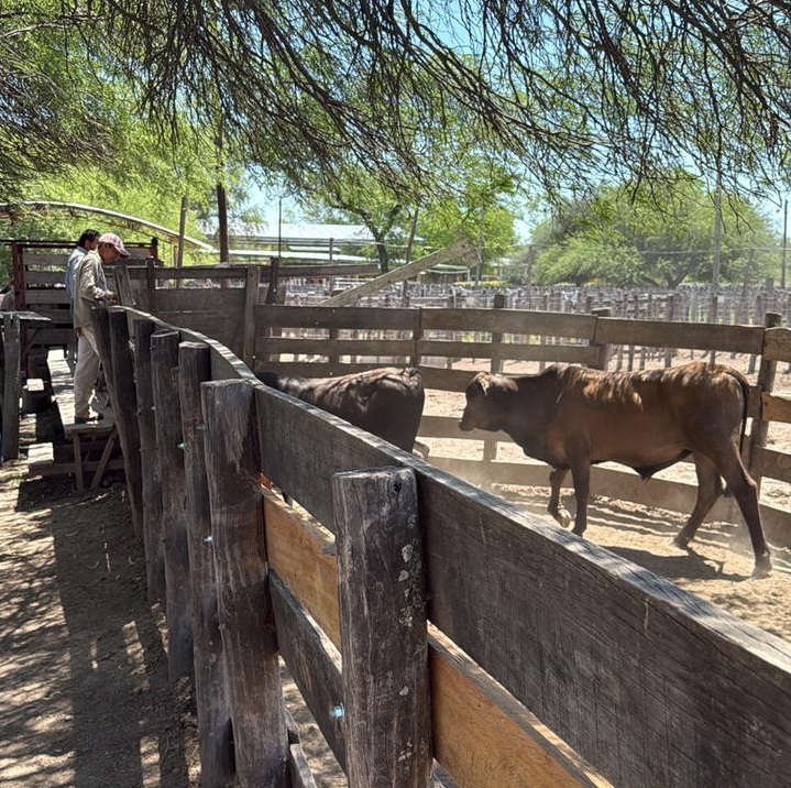 Este jueves se realizará el remate ganadero en Las Lomitas