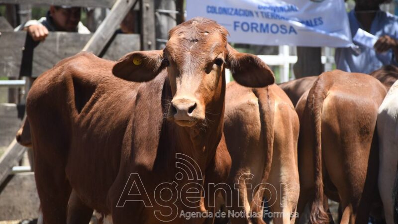La feria ganadera paippera en Puerto Irigoyen alcanzó precios de excelencia en la región