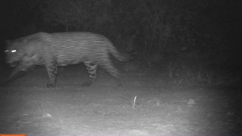 Se registró un yaguareté en la provincia de Formosa
