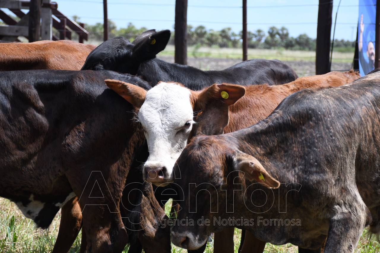 Se realiza el primer remate de invernada en El Quemado Nuevo