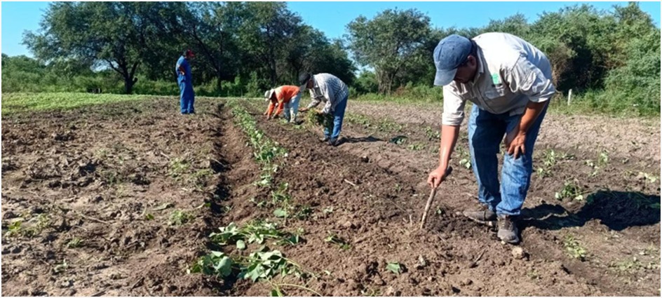 El CEDEVA brinda asistencia técnica para fortalecer el cultivo de batata en comunidades originarias