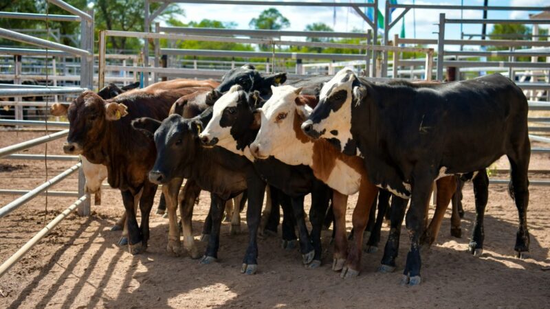 Formosa ratifica transparencia en la cadena ganadera: El aforo fiscal evoluciona con el mercado y se mantiene como el más competitivo del NEA