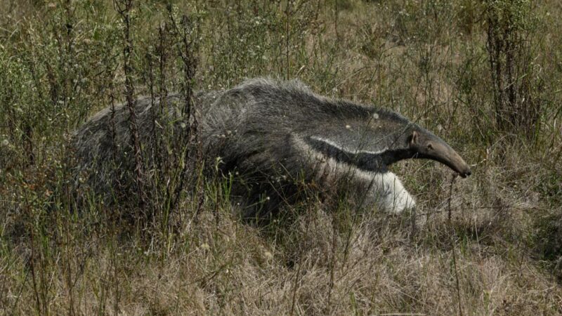 Emocionante liberación de un ejemplar de oso hormiguero criado en Guaycolec
