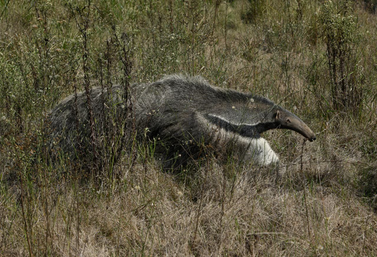 Emocionante liberación de un ejemplar de oso hormiguero criado en Guaycolec