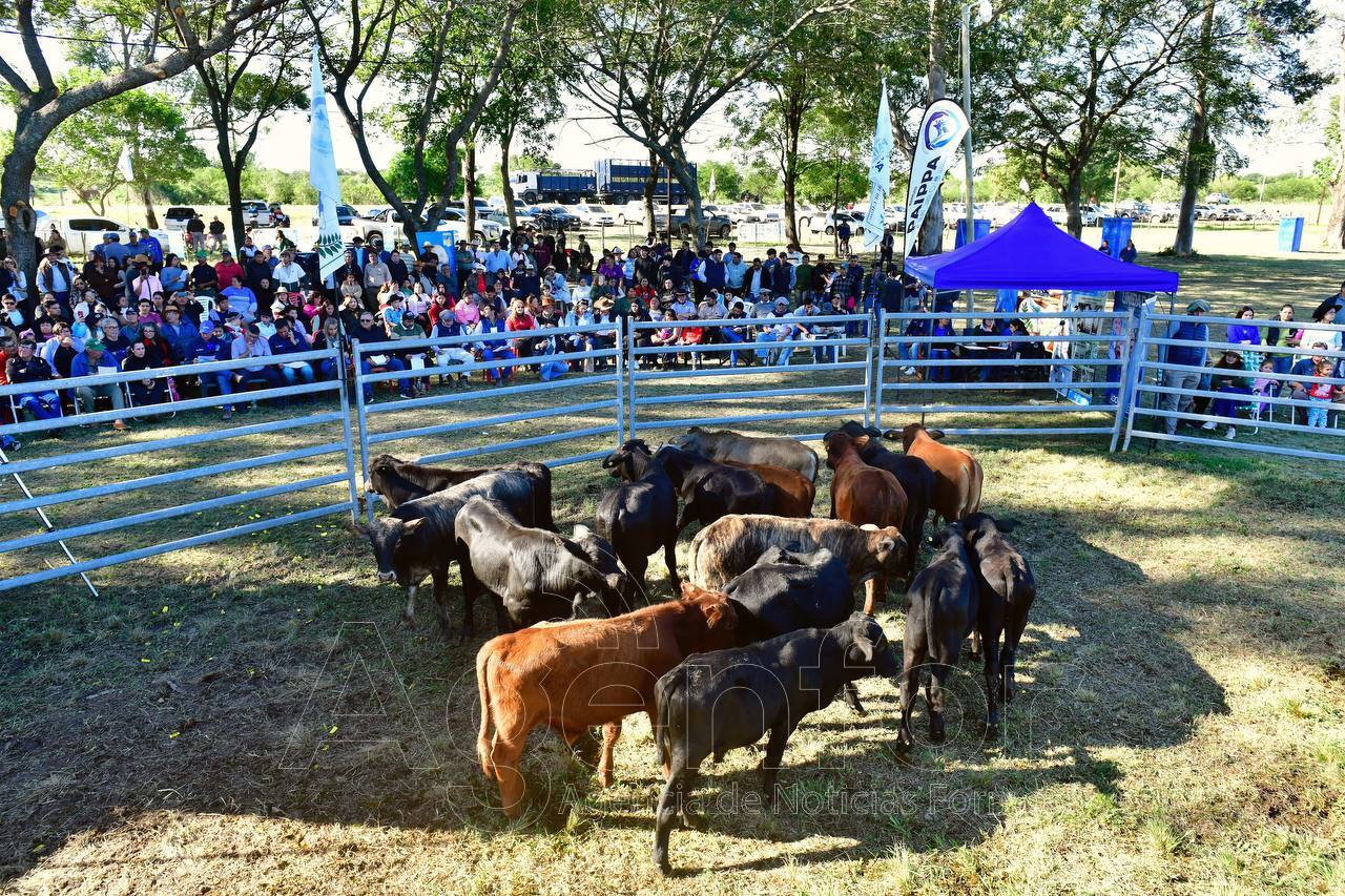 Avanzan los preparativos para la 12° Feria Ganadera Paippera en La Diosa