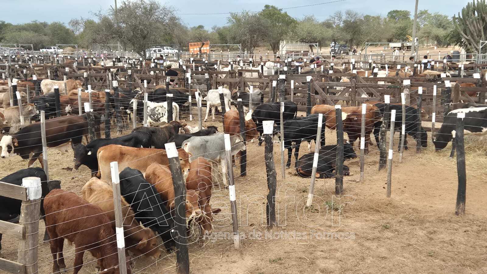 Se desarrolló la cuarta Feria Ganadera Paippera en la localidad de El Chorro