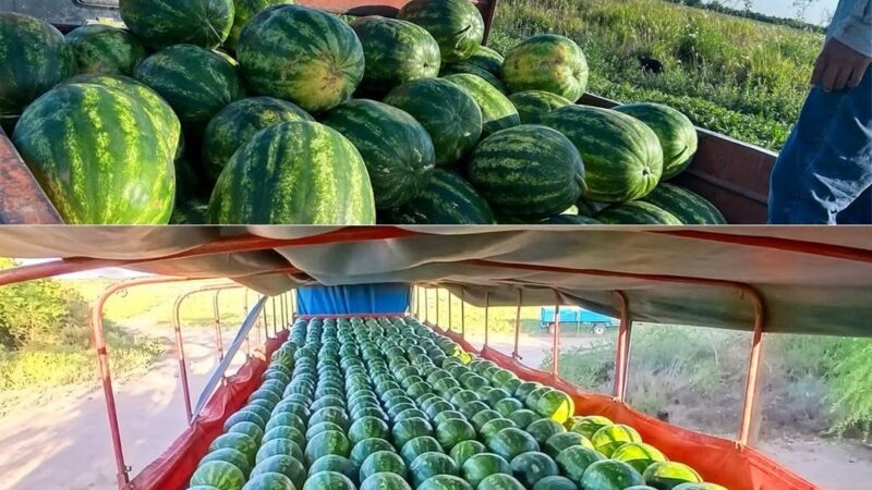 Productores del centro oeste comercializarán 140 toneladas de sandías en los principales centros de consumo del país