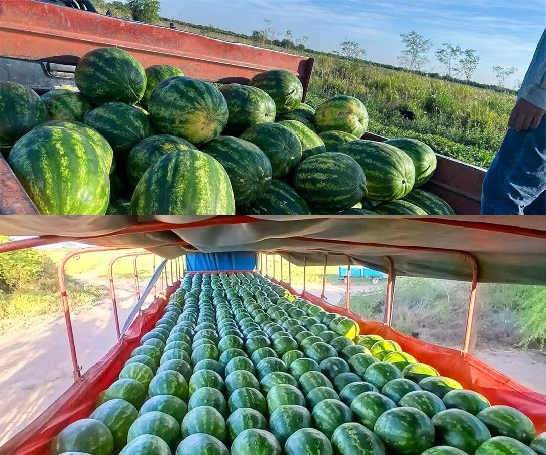 Productores del centro oeste comercializarán 140 toneladas de sandías en los principales centros de consumo del país