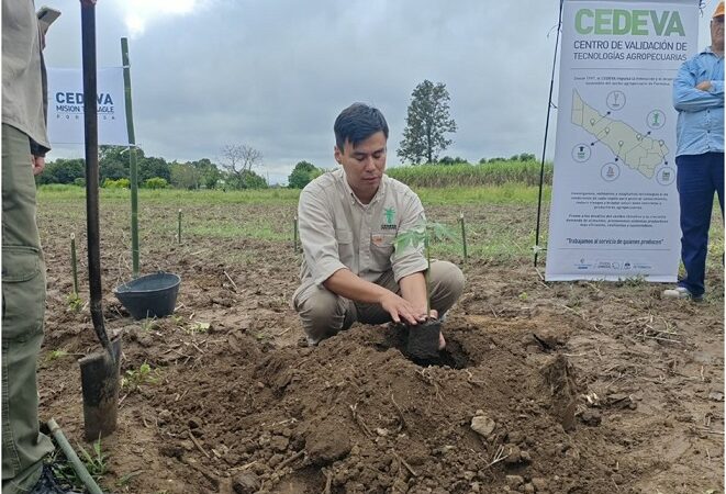 Más producción y diversificación: El CEDEVA capacitó a productores formoseños sobre el cultivo de mamón