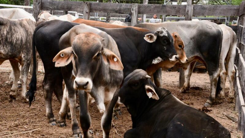 Exitosa Feria Ganadera Paippera en Puerto Irigoyen