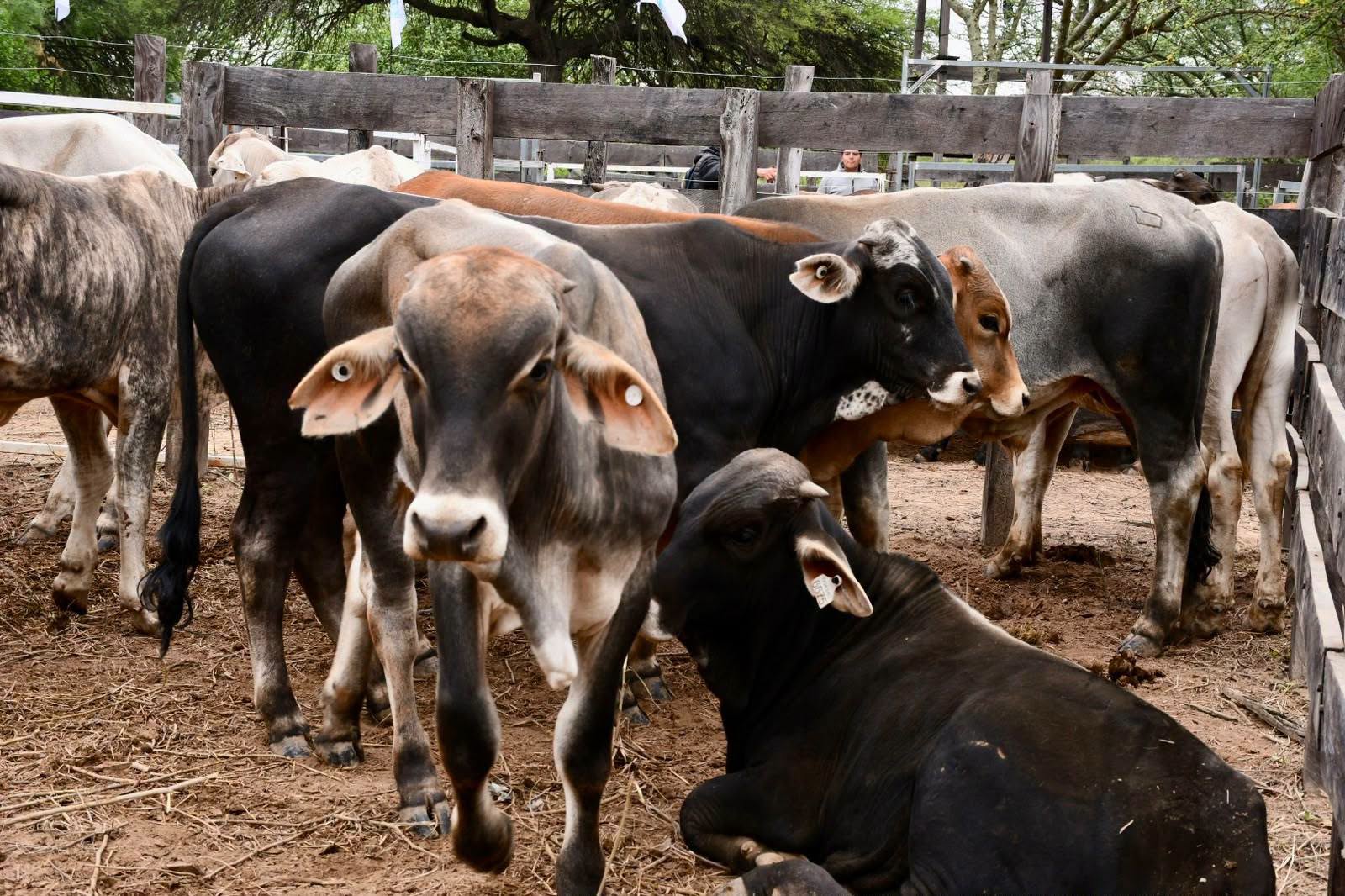 Exitosa Feria Ganadera Paippera en Puerto Irigoyen