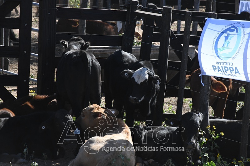 Este jueves habrá un remate ganadero en Puerto Irigoyen